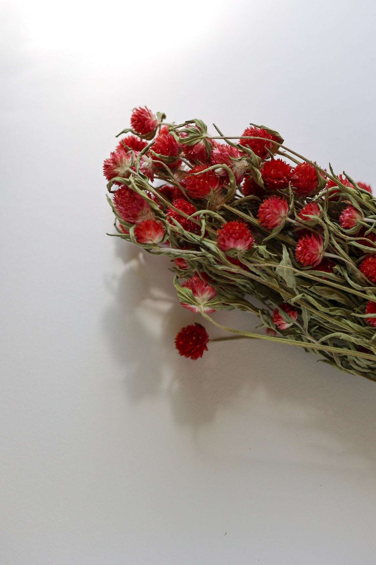 Dried Red  Gomphrena Flower Globe Amaranth