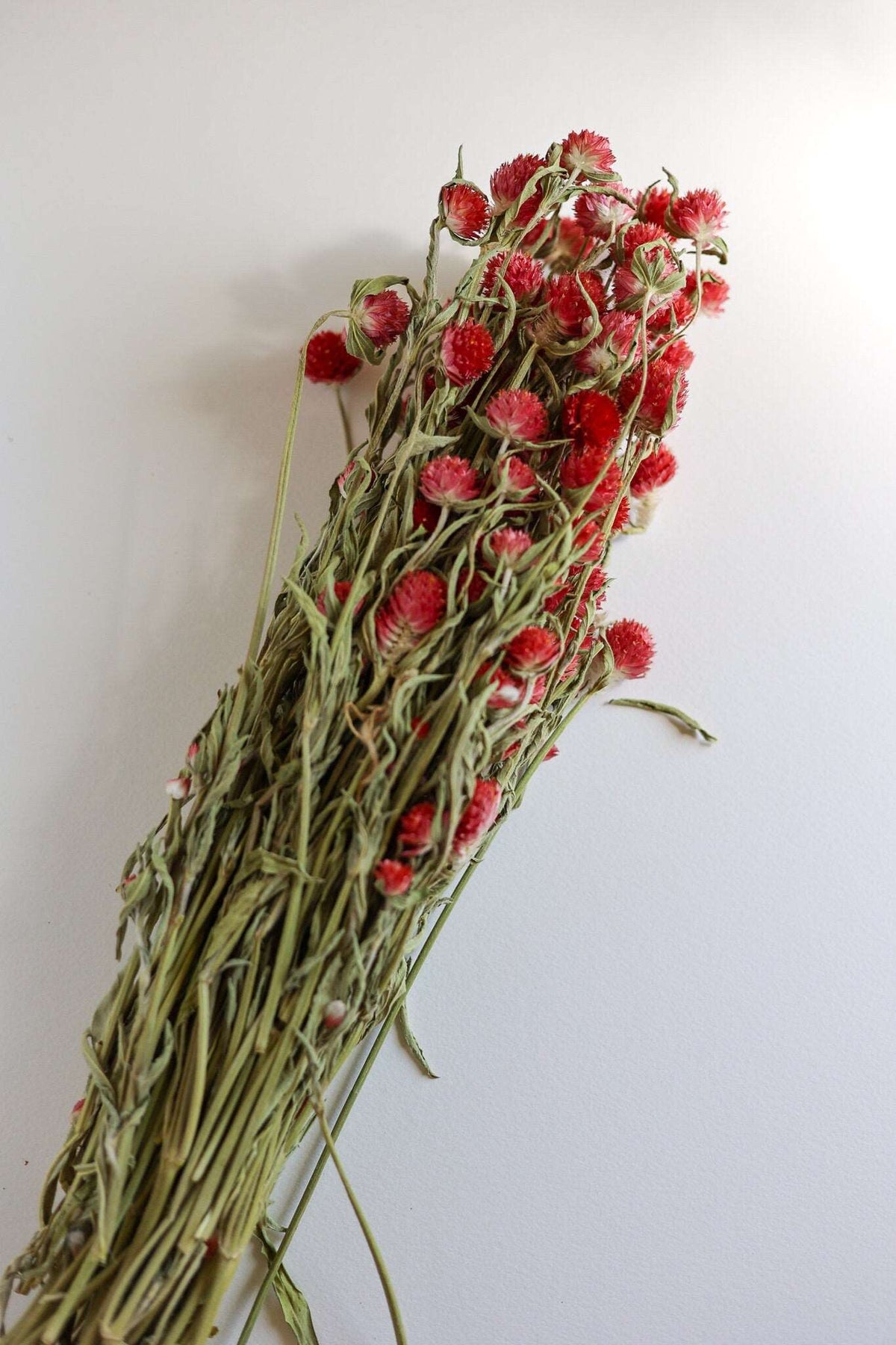Dried Red  Gomphrena Flower Globe Amaranth