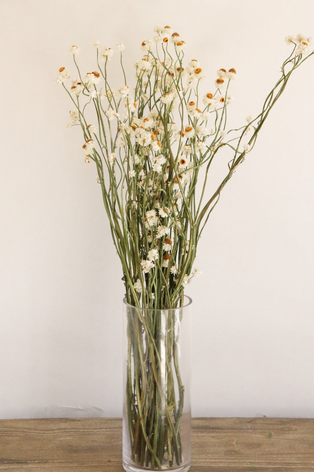 Dried Daisies, Dried Ammobium Bunch - Winged Everlasting Bundle 4oz Bunch